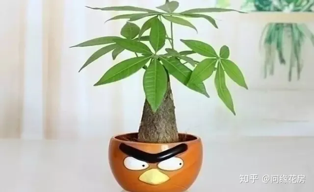 常见花卉绿植,30种 · 绿植花卉大全,以后养花不怕不认识了,值得收藏!