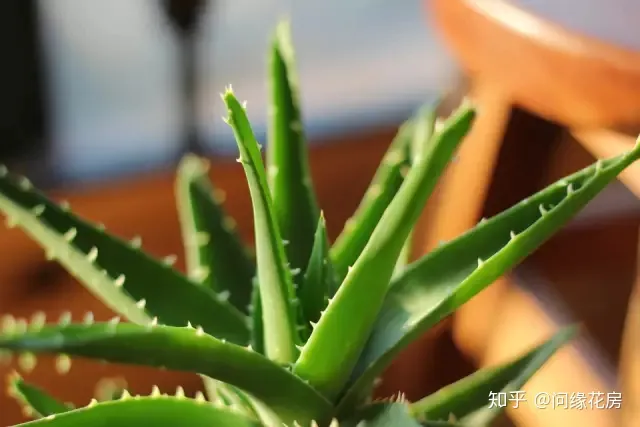 常见花卉绿植,30种 · 绿植花卉大全,以后养花不怕不认识了,值得收藏!