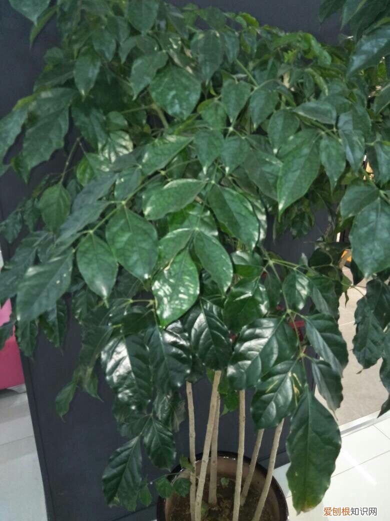 幸福树怎样叶子发绿发亮，养幸福树，注意5点小细节，绿油油不掉一片叶，枝繁叶茂又养眼