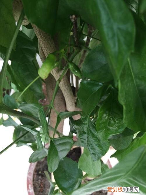 幸福树怎样叶子发绿发亮，养幸福树，注意5点小细节，绿油油不掉一片叶，枝繁叶茂又养眼
