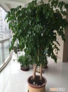 幸福树怎样叶子发绿发亮，养幸福树，注意5点小细节，绿油油不掉一片叶，枝繁叶茂又养眼