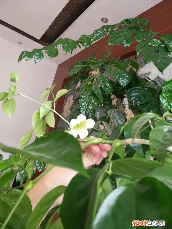 幸福树怎样叶子发绿发亮，养幸福树，注意5点小细节，绿油油不掉一片叶，枝繁叶茂又养眼