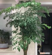 盆栽幸福树图片，盆栽幸福树，养护按“步骤”，枝叶茂盛油绿，寓意幸福平安