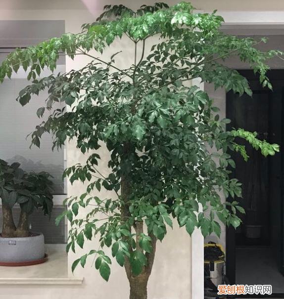 盆栽幸福树图片，盆栽幸福树，养护按“步骤”，枝叶茂盛油绿，寓意幸福平安