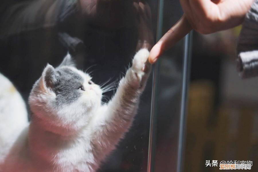 小动物的冷门知识，宠物冷知识练习接收毛孩信号，揭秘自学「宠物沟通」的5个步骤