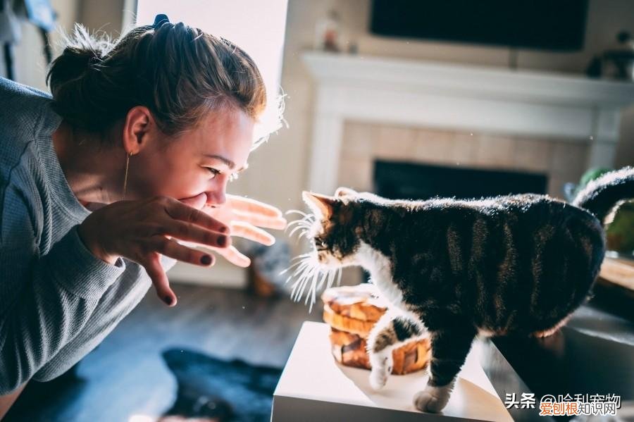 小动物的冷门知识，宠物冷知识练习接收毛孩信号，揭秘自学「宠物沟通」的5个步骤
