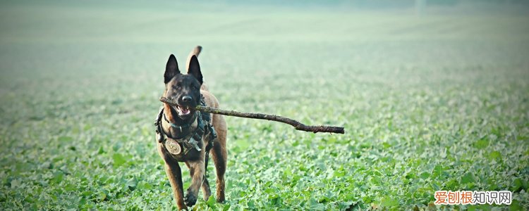 马犬的动力训练，狗狗和人一样需要自信喔!，马犬训练第一步是什么