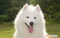 怎样训练萨摩耶听话，好好训练，让萨摩耶听话一点！，萨摩耶好训练吗,找对技巧是关键