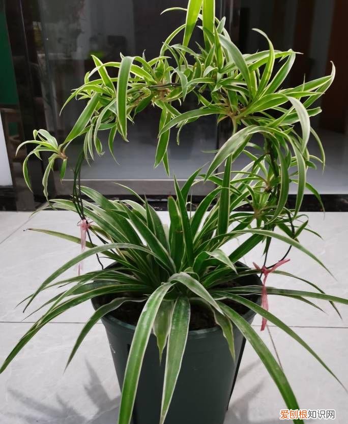 吊兰是不是用大盆栽好一点，养好吊兰很容易，3个“细节”做好，肥壮茂盛，好多小吊兰匍匐茎