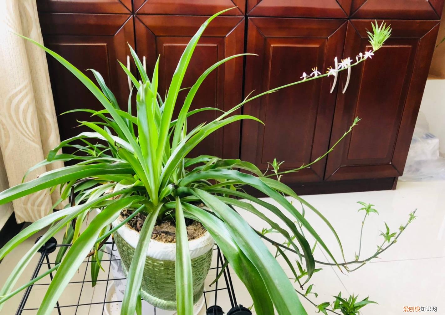 吊兰是不是用大盆栽好一点，养好吊兰很容易，3个“细节”做好，肥壮茂盛，好多小吊兰匍匐茎