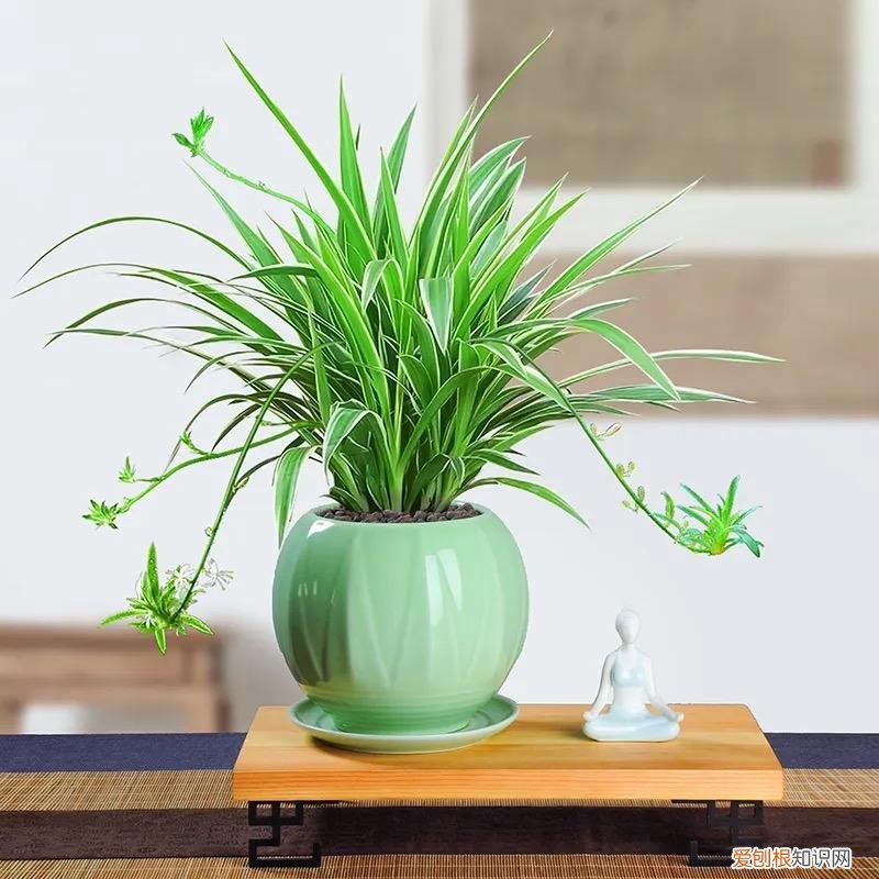 吊兰是不是用大盆栽好一点，养好吊兰很容易，3个“细节”做好，肥壮茂盛，好多小吊兰匍匐茎
