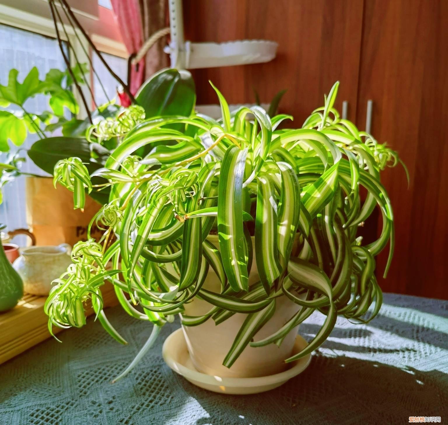 吊兰是不是用大盆栽好一点，养好吊兰很容易，3个“细节”做好，肥壮茂盛，好多小吊兰匍匐茎