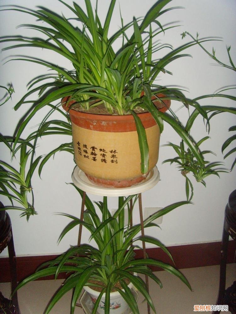 吊兰怎么养叶子又宽又大，养好吊兰，有3招，叶子又多又大又绿，还有小吊兰