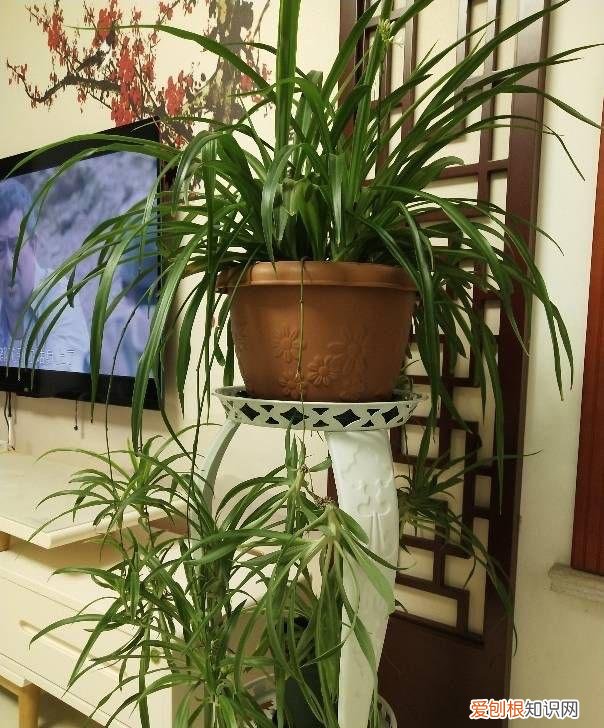 吊兰怎么养叶子又宽又大，养好吊兰，有3招，叶子又多又大又绿，还有小吊兰