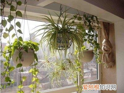 吊兰花的养殖方法有哪些，吊兰的养殖方法