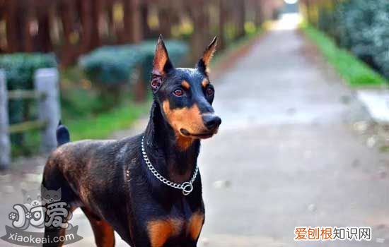 杜宾吃什么狗粮，教你杜宾犬的饲养管理，杜宾犬吃多少狗粮
