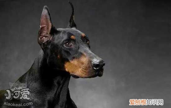 杜宾吃什么狗粮，教你杜宾犬的饲养管理，杜宾犬吃多少狗粮