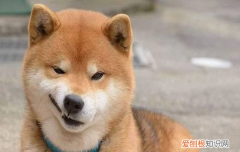 怎样训练柴犬，柴犬的训练过程你真的要多用心才行！，柴犬可以训练到什么程度