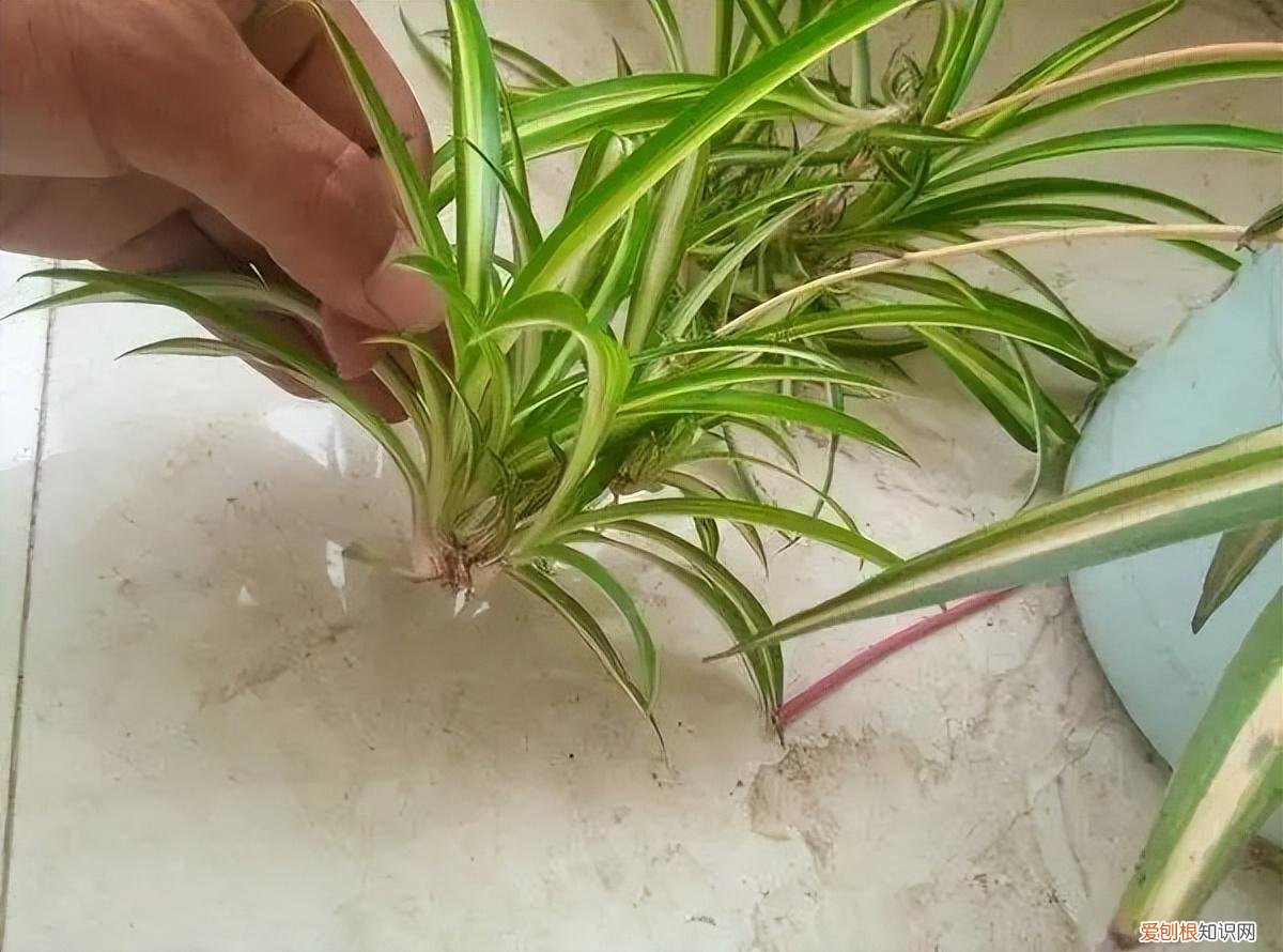 吊兰什么养，普通的吊兰可以“这样养”，株型独特，枝叶旺盛，优美大气又漂亮