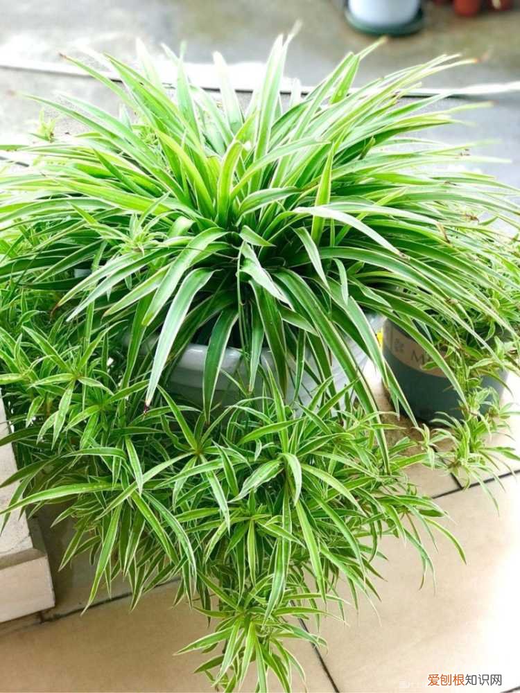 吊兰叶子特别长，养好吊兰的3个小技巧，叶子越长越多，春夏秋冬都绿油油的好看