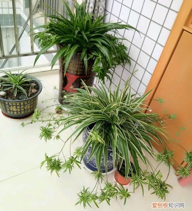 吊兰叶子特别长，养好吊兰的3个小技巧，叶子越长越多，春夏秋冬都绿油油的好看