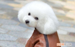 怎么训练泰迪站着走路，看着泰迪站起来走是不是很可爱的！，如何让泰迪站着走