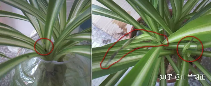 紫色吊兰怎么养才能更旺盛,吊兰应该怎样养?