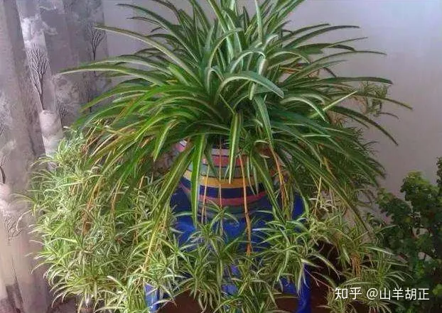 紫色吊兰怎么养才能更旺盛,吊兰应该怎样养?