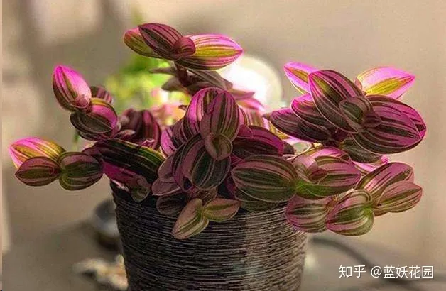 油画吊兰和婚礼吊兰一样吗，蓝妖：油画婚礼吊兰这样养，它就是你阳台上最靓的崽！