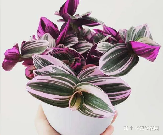 油画吊兰和婚礼吊兰一样吗，蓝妖：油画婚礼吊兰这样养，它就是你阳台上最靓的崽！