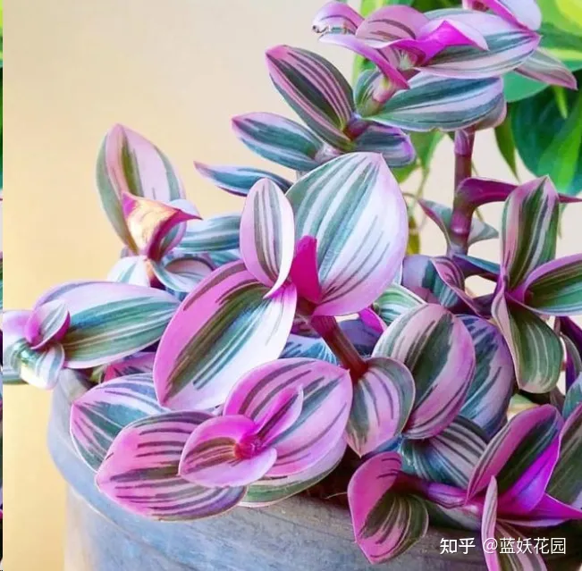 怎么养好粉蓝吊，蓝妖：油画吊兰怎么养才能更旺盛？掌握这5点，轻轻松松搞定