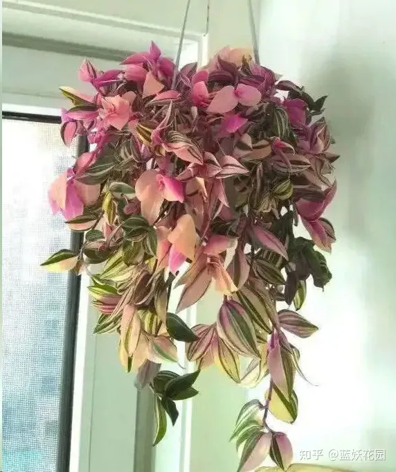 怎么养好粉蓝吊，蓝妖：油画吊兰怎么养才能更旺盛？掌握这5点，轻轻松松搞定