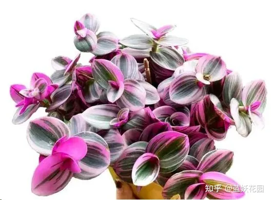 怎么养好粉蓝吊，蓝妖：油画吊兰怎么养才能更旺盛？掌握这5点，轻轻松松搞定