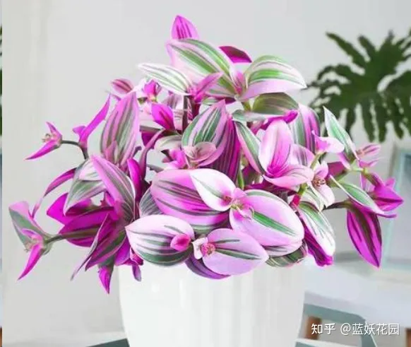 怎么养好粉蓝吊，蓝妖：油画吊兰怎么养才能更旺盛？掌握这5点，轻轻松松搞定