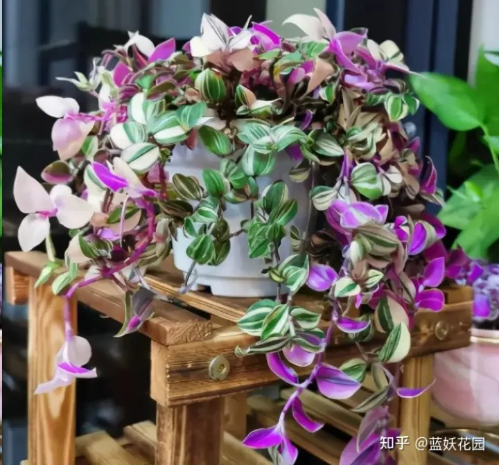 怎么养好粉蓝吊，蓝妖：油画吊兰怎么养才能更旺盛？掌握这5点，轻轻松松搞定