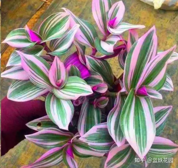 怎么养好粉蓝吊，蓝妖：油画吊兰怎么养才能更旺盛？掌握这5点，轻轻松松搞定