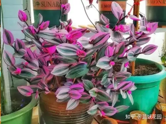 怎么养好粉蓝吊，蓝妖：油画吊兰怎么养才能更旺盛？掌握这5点，轻轻松松搞定