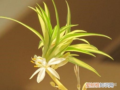 苗叔花友分享 吊兰发根后如何上盆，吊兰怎么养才能爆盆？记住这几项