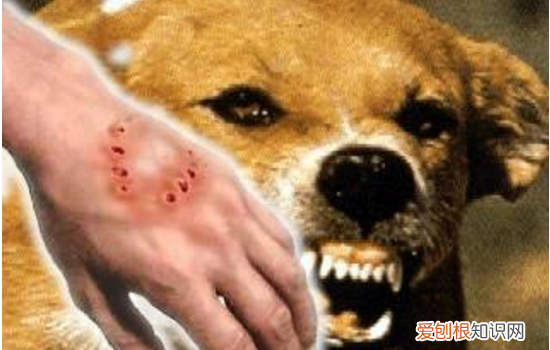怎么训练狗狗不咬人,你的话对狗狗来说有效吗?,小狗怎么训练不咬人