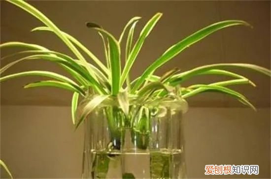 金边吊兰为什么叶尖发黄，养金边吊兰的小技巧，这样施点肥，叶尖不黄长满盆！