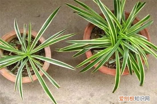 金边吊兰为什么叶尖发黄，养金边吊兰的小技巧，这样施点肥，叶尖不黄长满盆！