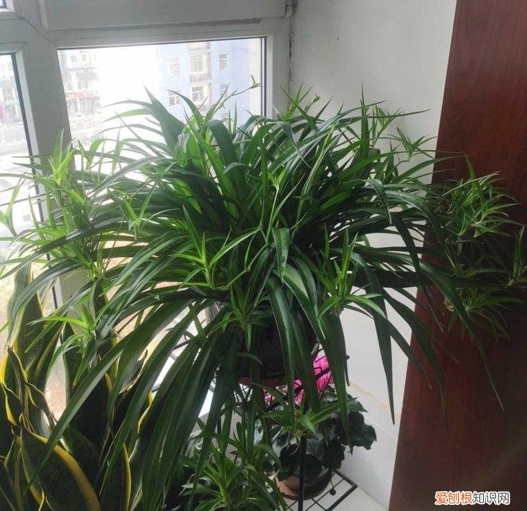 吊兰有不开花的吗，养好吊兰，3个方面不能少，郁郁葱葱、小吊兰很多、能开花