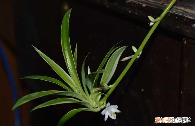 吸甲醛植物十大排行榜,吊兰的养殖方法和注意事项