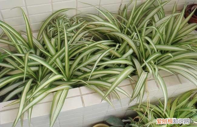 吸甲醛植物十大排行榜,吊兰的养殖方法和注意事项