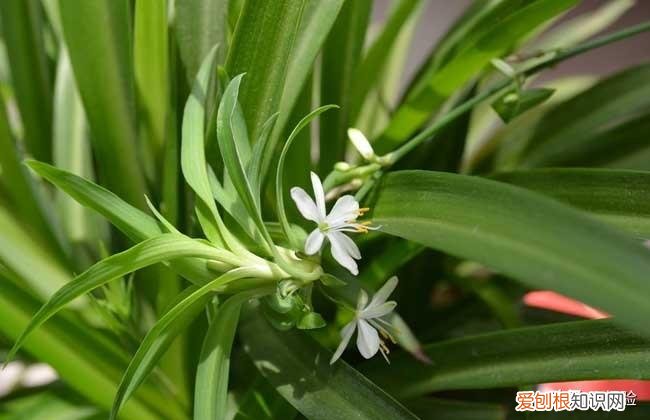 吸甲醛植物十大排行榜,吊兰的养殖方法和注意事项