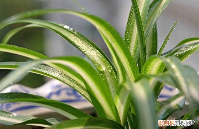 吸甲醛植物十大排行榜,吊兰的养殖方法和注意事项