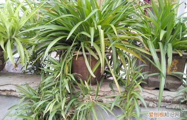 吸甲醛植物十大排行榜,吊兰的养殖方法和注意事项