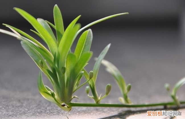 吸甲醛植物十大排行榜,吊兰的养殖方法和注意事项