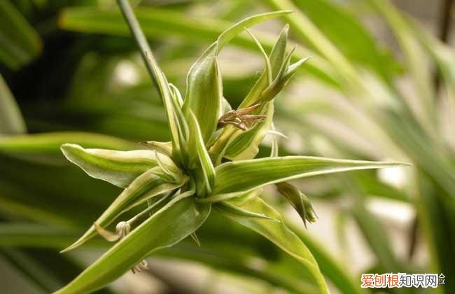 吸甲醛植物十大排行榜,吊兰的养殖方法和注意事项