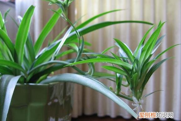 吊兰为何叶子发黄，吊兰叶子发黄？吊兰养殖方法5要素与注意事项